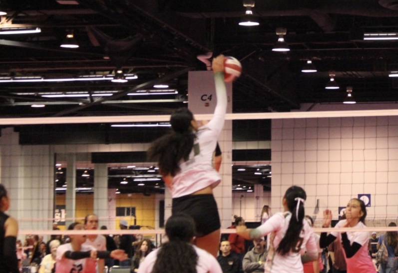 Setarosa Tuitasi-Ledoux